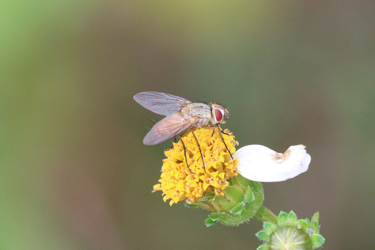 Bristle fly on Bidens alba.