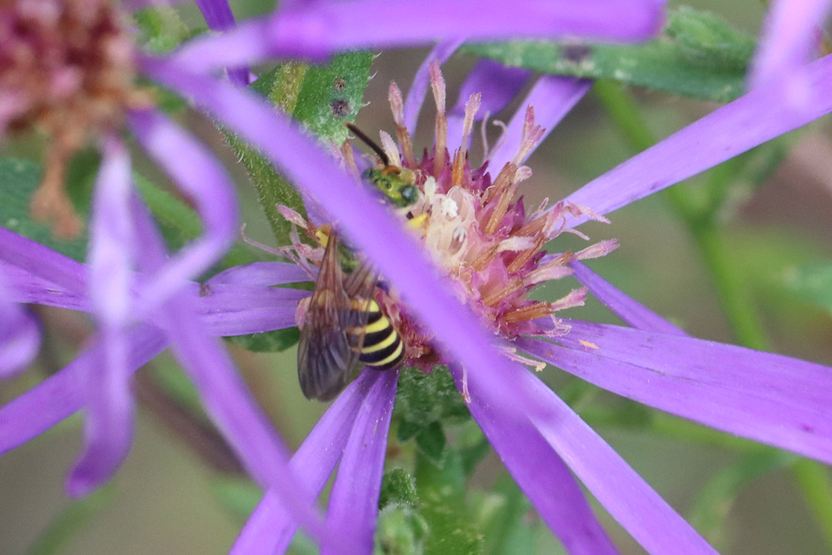 Male brown-winged striped sweat bee on Georgia aster.