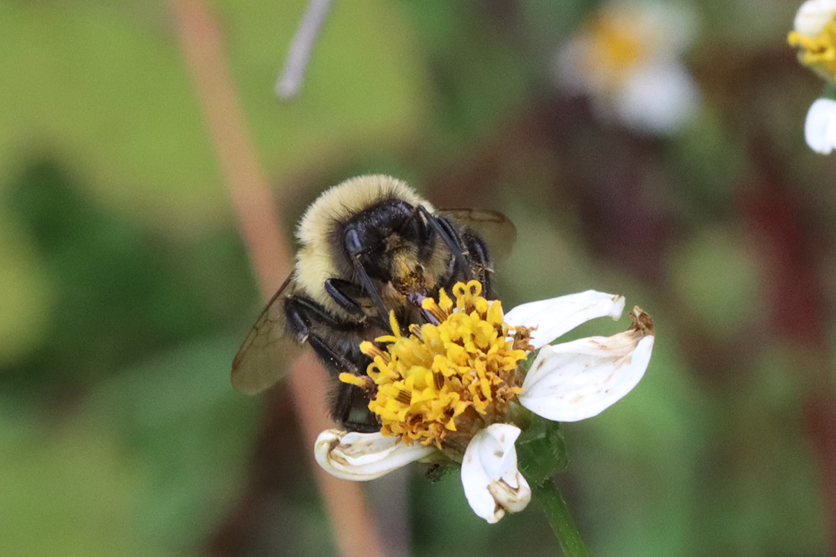 Common eastern bumblebee on Bidens alba.