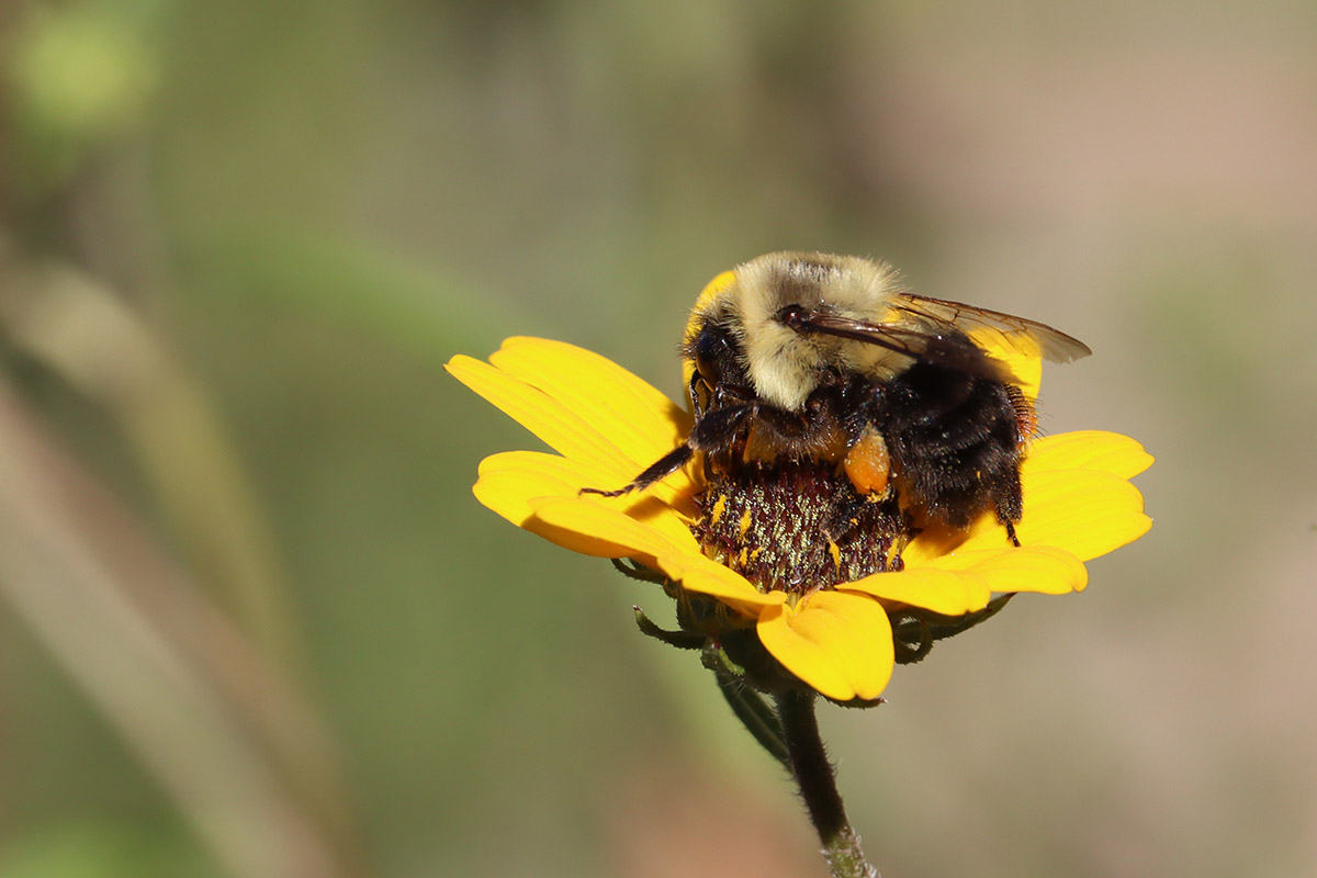 Common eastern bumblebee on narrowleaf sunflower.