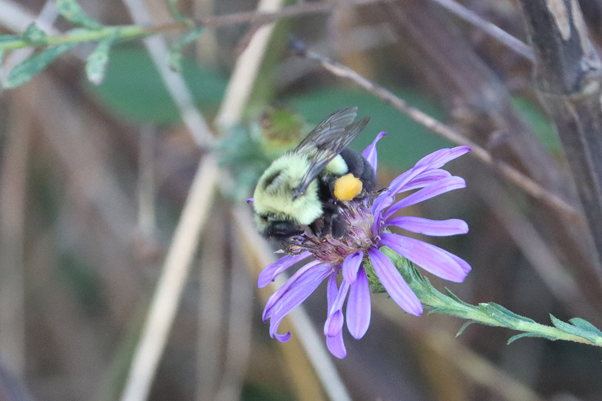Common eastern bumblebee on Georgia aster.