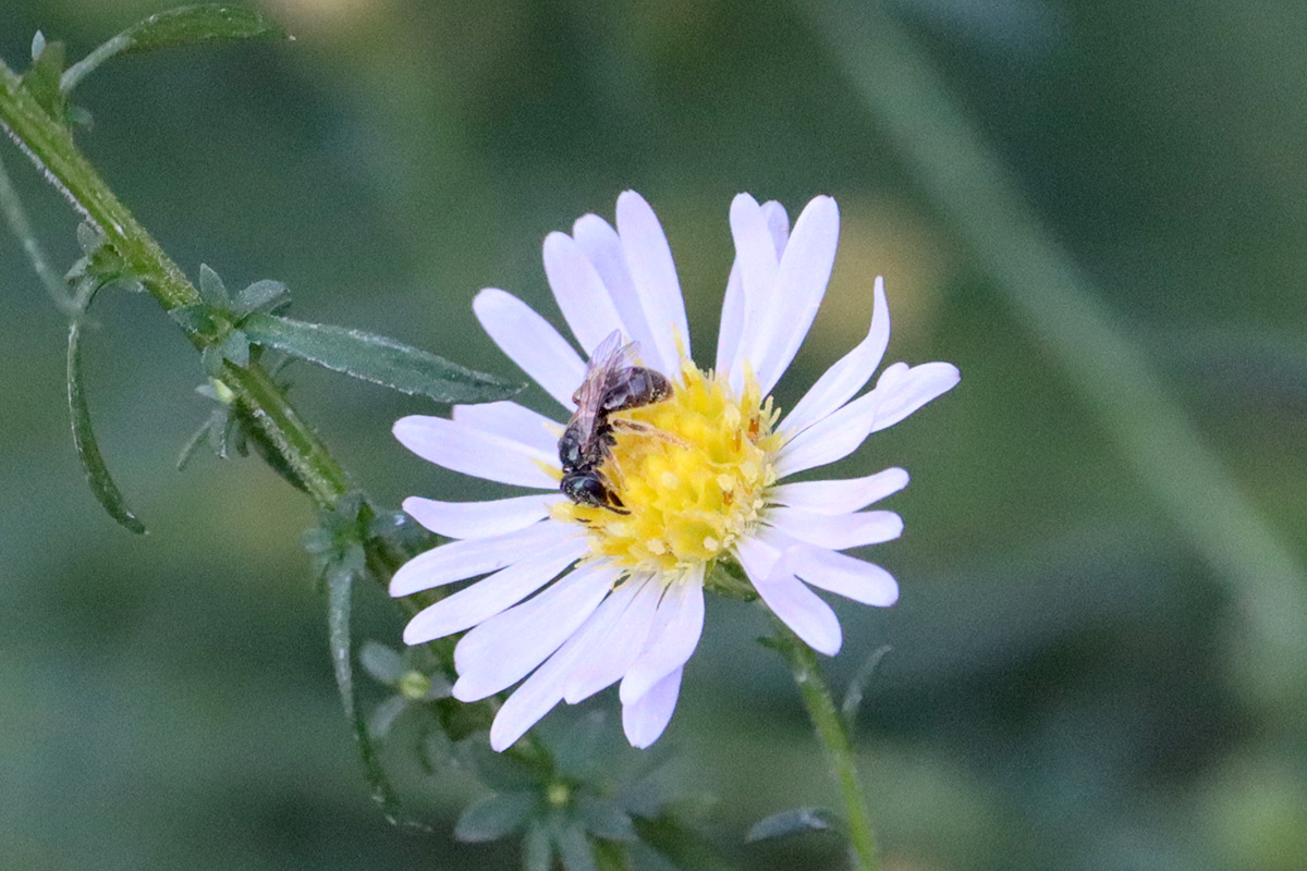 Dialictus sweat bee on rice button aster.