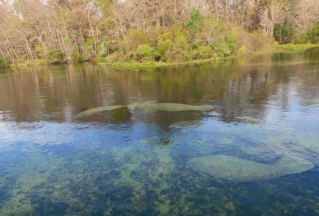Manatees congregate in the spring.