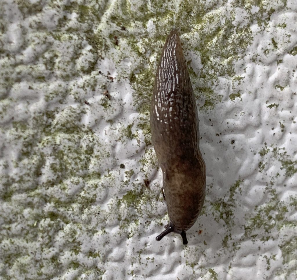 Slug-maybe a smooth land slug (genus Droceras)?