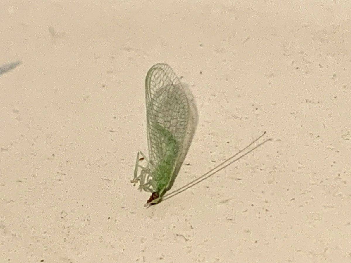 Red-lipped green lacewing (Chrysoperla rufilabris)