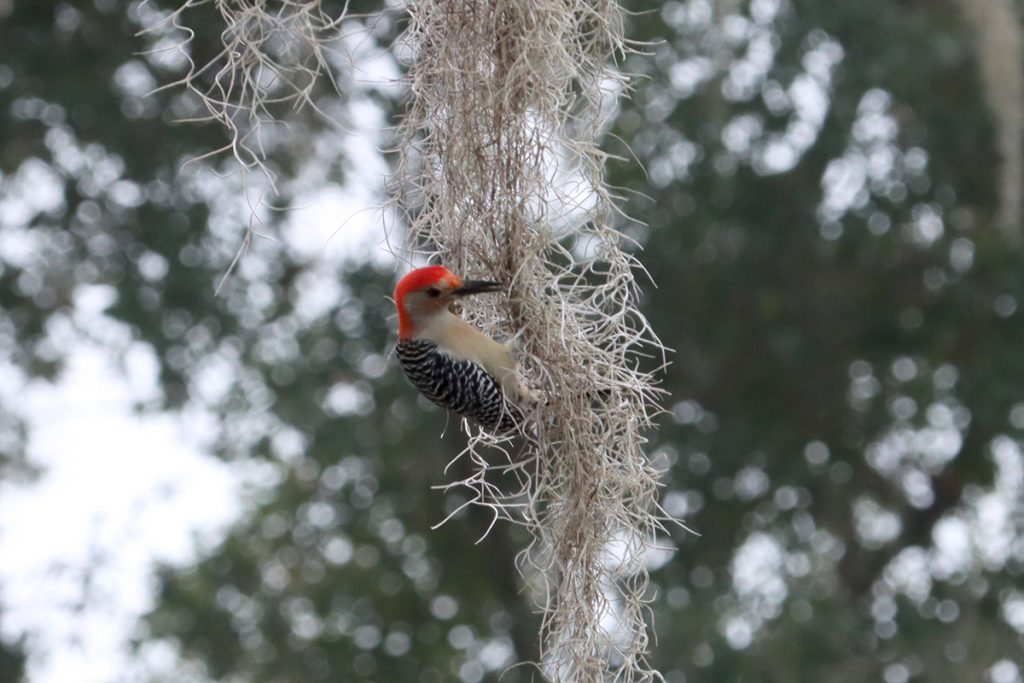 Red-bellied woodpecker picks at Spanish moss.