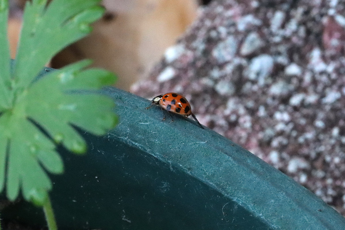 Asian lady beetle patrols the edge of a pot.