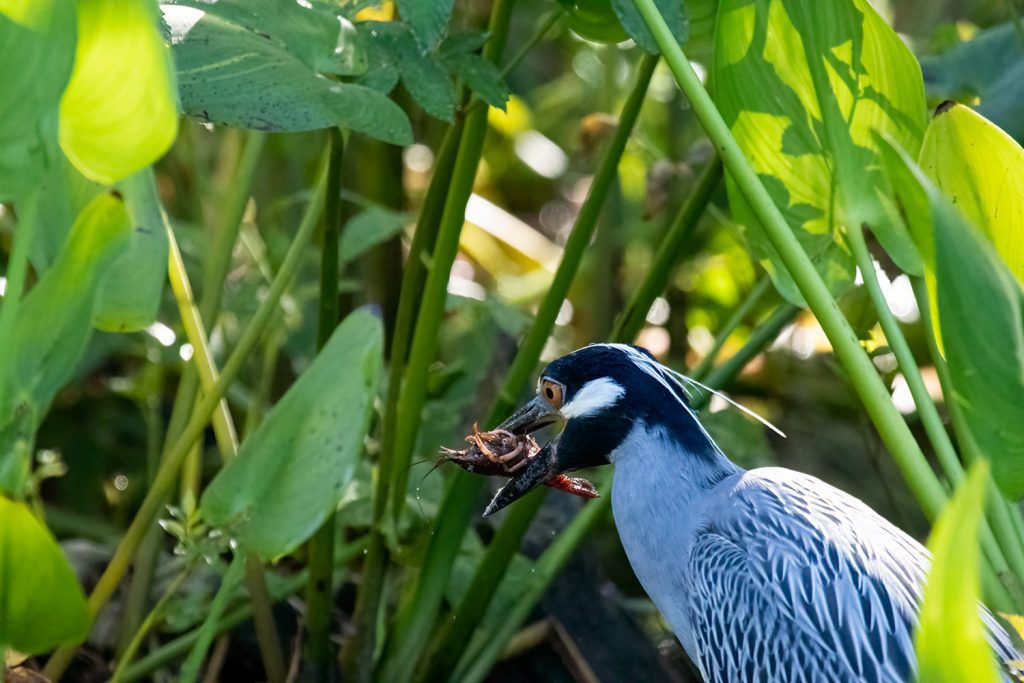 A yellow crowned night heron swallows a crayfish. Photo courtesy of Bob Thompson. 