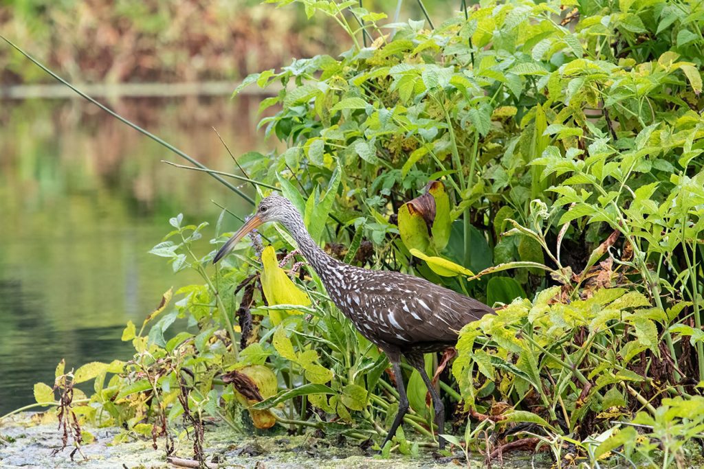 A Limpkin searches for apple snails amidst bright vegetation at Wakulla Springs State Park. Photo courtesy of Bob Thompson.
