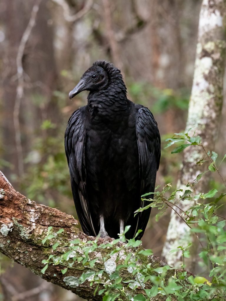 A Black Vulture. Photo courtesy of Bob Thompson.