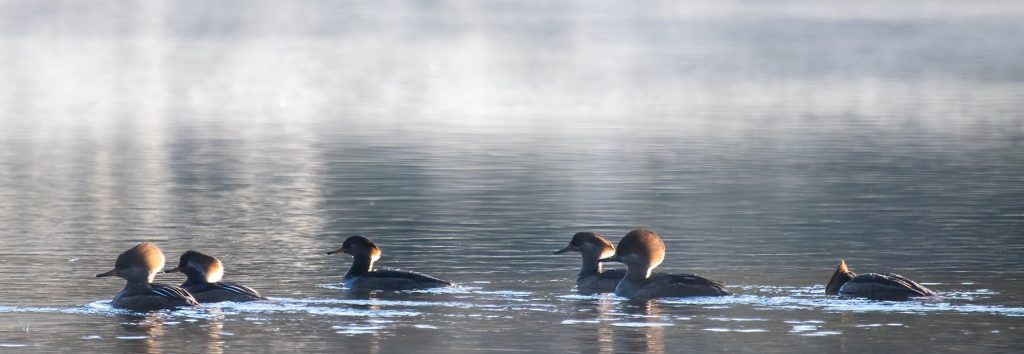 Female hooded mergansers engulfed in the fog of a chilly Wakulla Springs morning. Photo courtesy of Bob Thompson. 