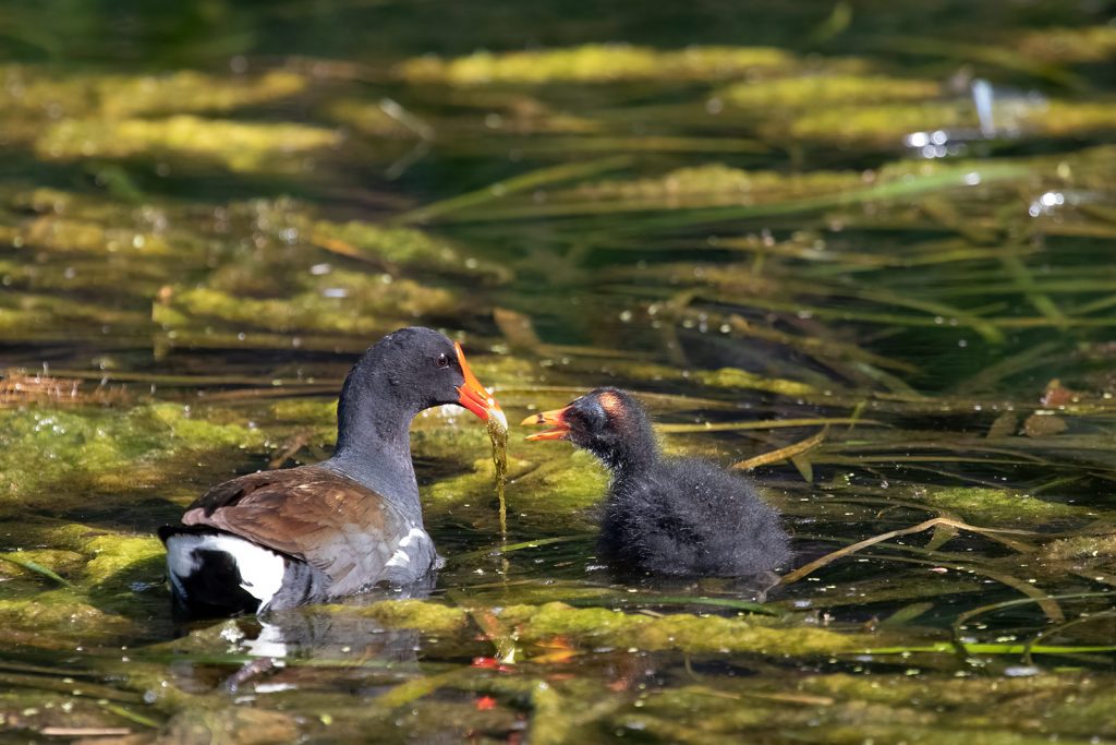 A common gallinule, or moorhen, and chick. Photo courtesy of Bob Thompson. 