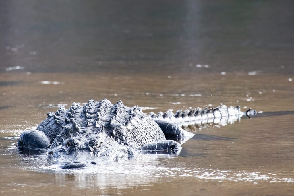An American alligator partially submerged in the water. Photo courtesy of Bob Thompson.  