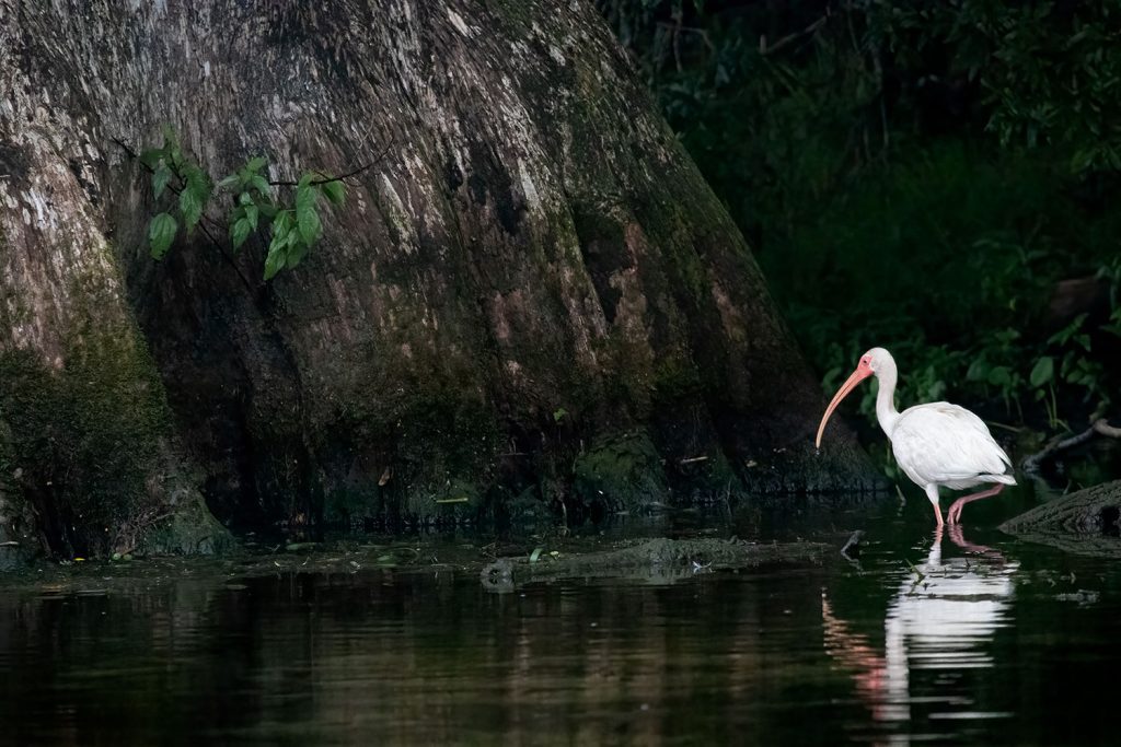 A white ibis searches for a meal. Photo courtesy of Bob Thompson.  