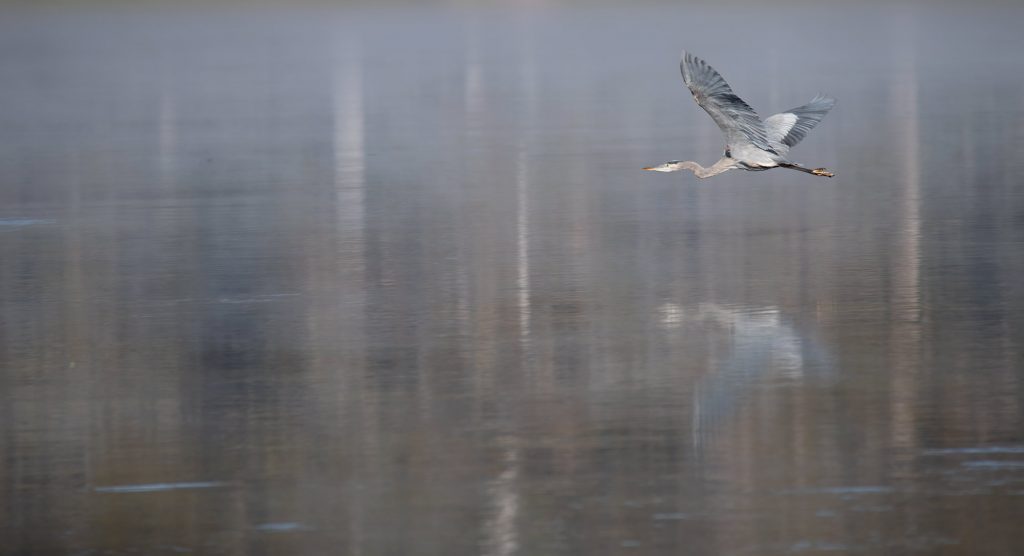 A great blue heron glides over the water at Wakulla Springs State Park. Photo courtesy of Bob Thompson. 