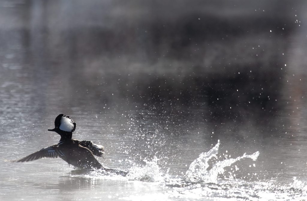 A male hooded merganser takes off from the water. Photo courtesy of Bob Thompson.  