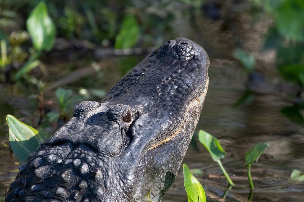 An American alligator sticks his head out of the water. Photo courtesy of Bob Thompson.