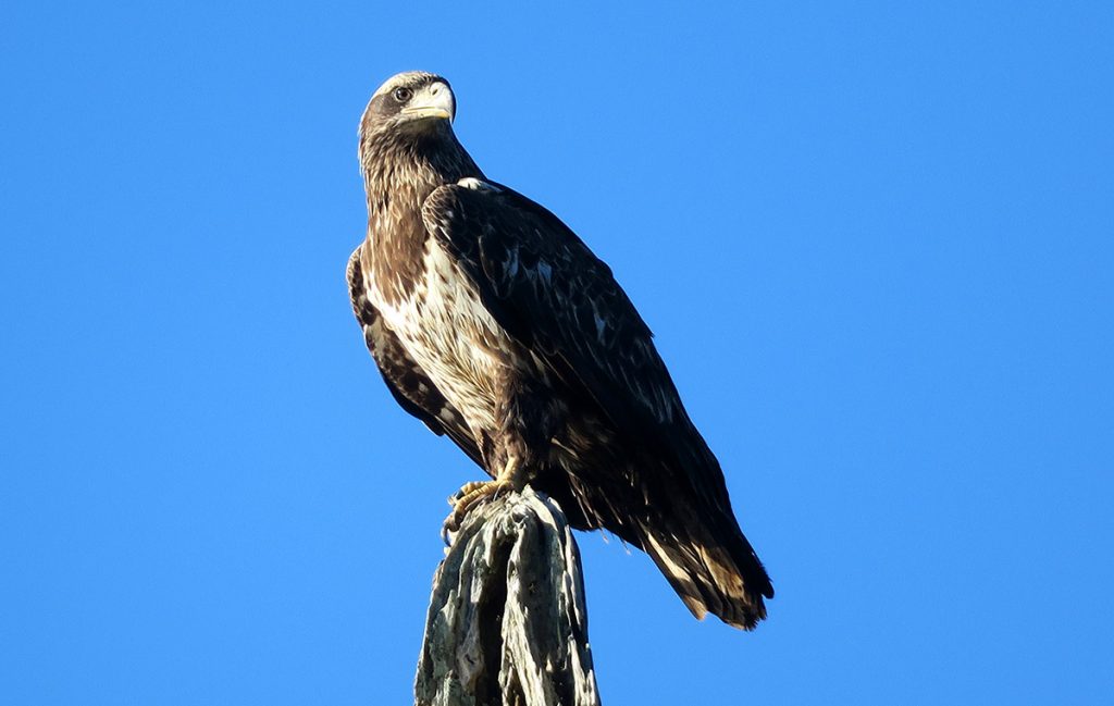 Juvenile bald eagle, 12-24-21. Photo courtesy of Doug Alderson.
