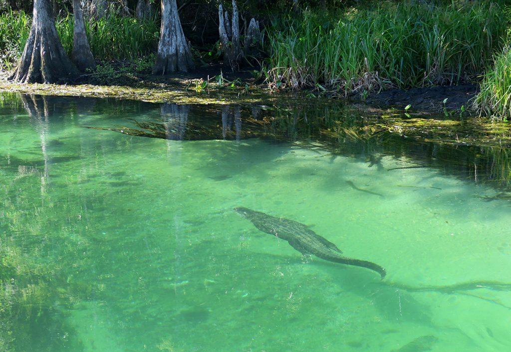 Alligator swimming underwater at Wakulla Springs, 7-1-22. Photo courtesy Doug Alderson.