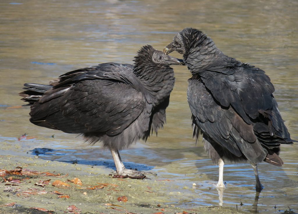 Black vultures in the swimming area, 1-16-21. Photo courtesy Doug Alderson.
