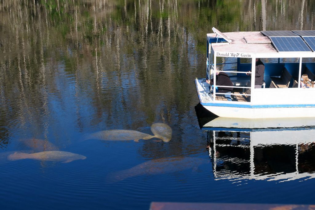 Wakulla Springs jungle boat and manatees, 1-26-21.  Photo courtesy Doug Alderson.