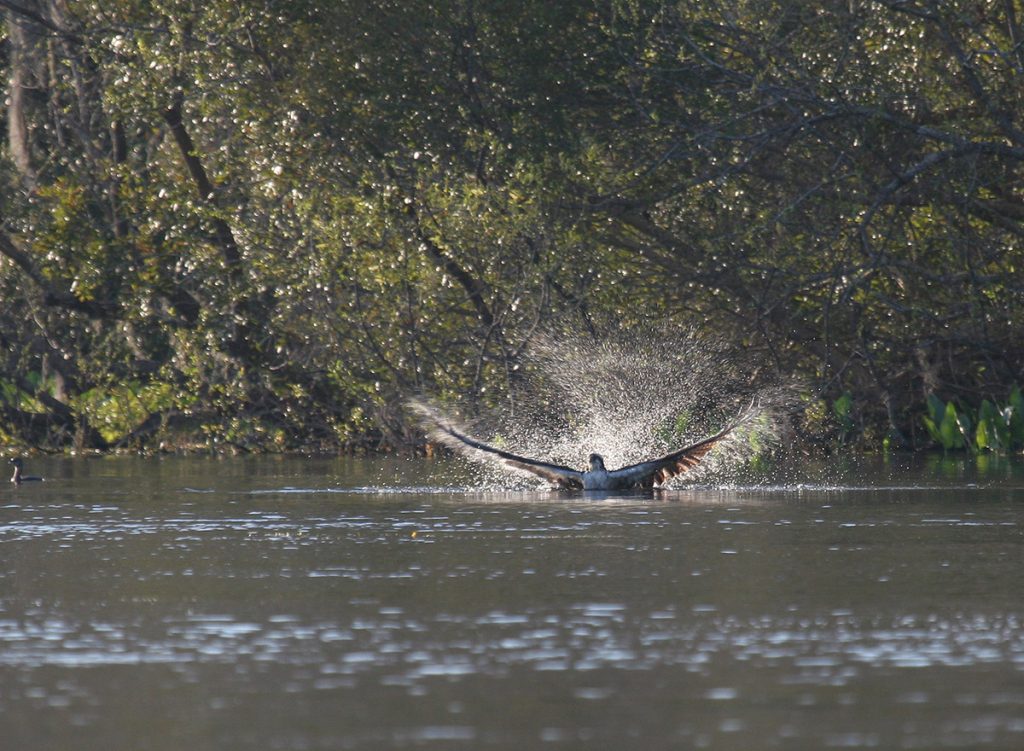 Osprey hitting water, 3-19-2010. Photo courtesy of Doug Alderson.