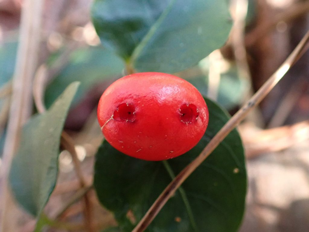 Two holes on a partridgeberry- each red berry starts with twin flowers, which fall off and leave these holes.