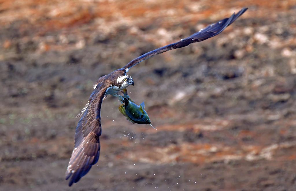 An osprey (Pandion haliaetus) makes off with a bluegill caught in Porter Sink after the dry down. Photo by Eliza Hawkins
