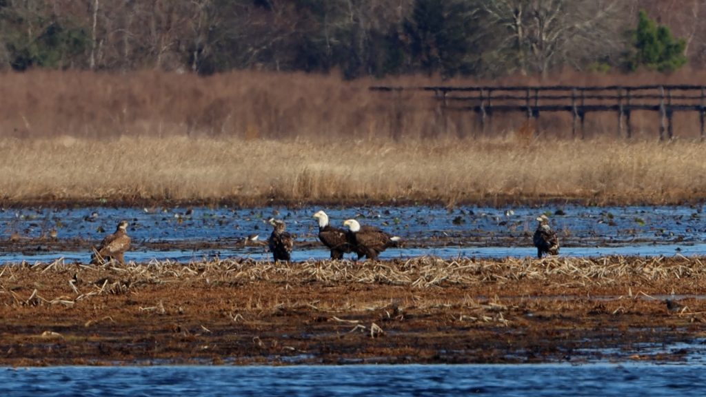 A mix of adult and juvenile bald eagles rest on a mud flat in Lake Jackson.