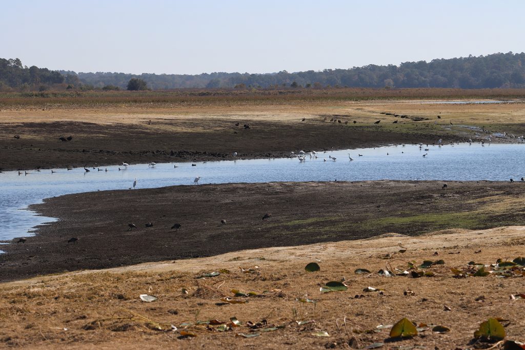 November 4, 2022- the area around Lake Jackson's Porter Sink just after drying down. Birds are active in and around the remaining water.