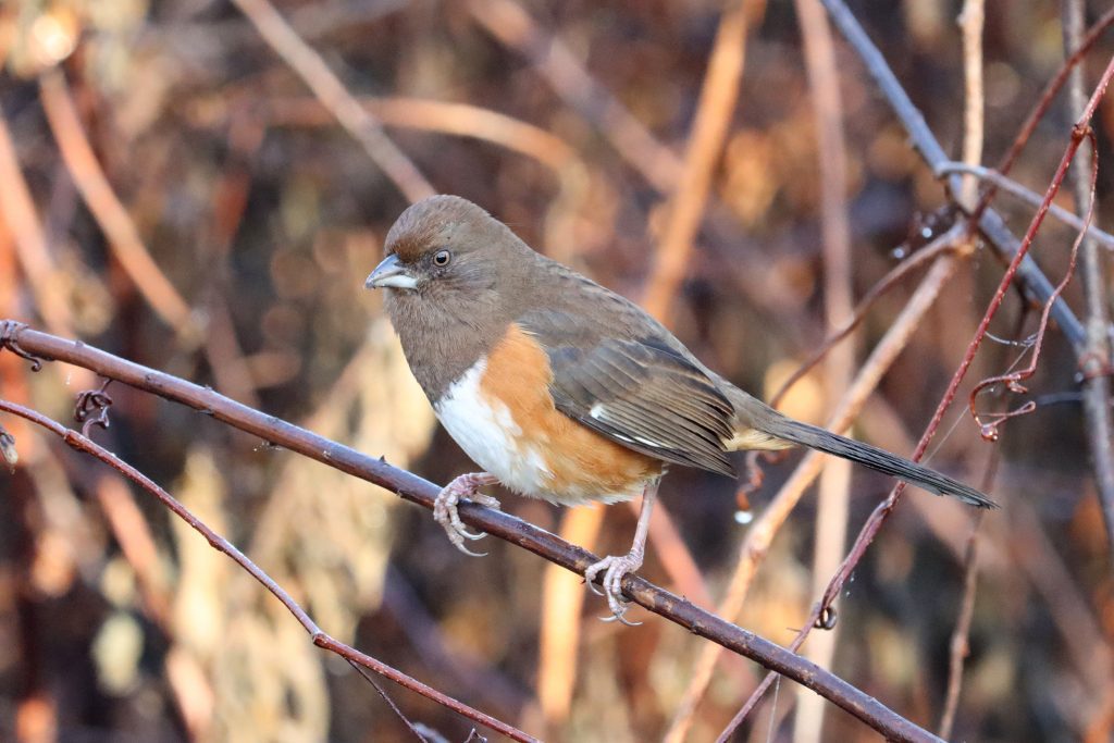 Eastern towhee (Pipilo erythrophthalmus) in the brushy area approaching Faulk Drive Landing.
