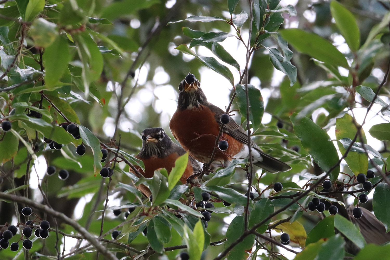 American robin eats Carolina cherry-laurel fruit.