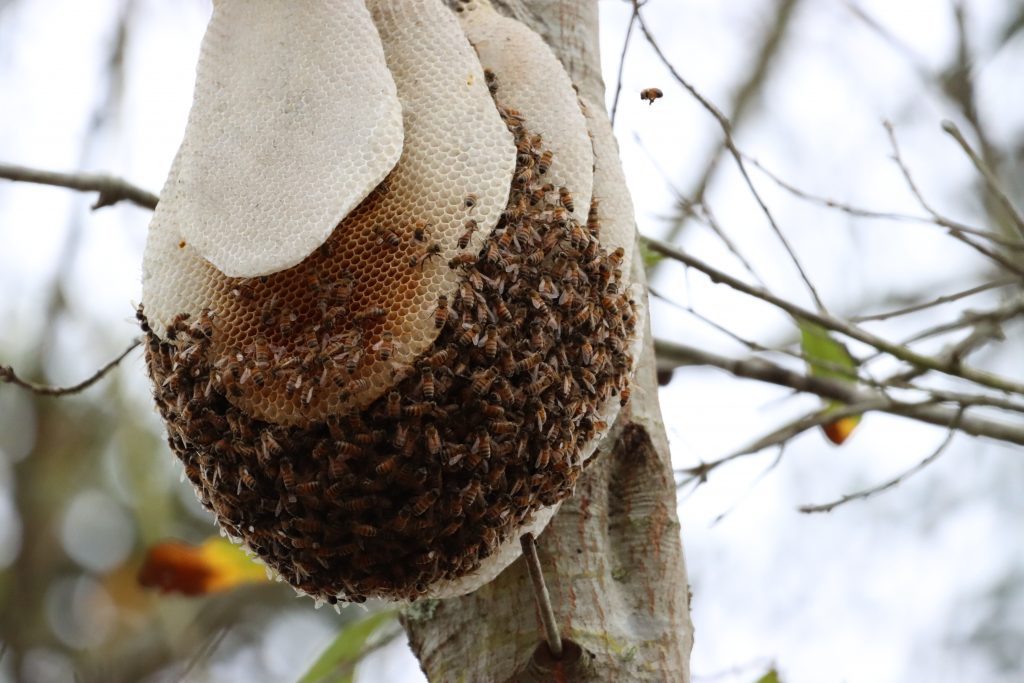 Honeybee hive in a tree.