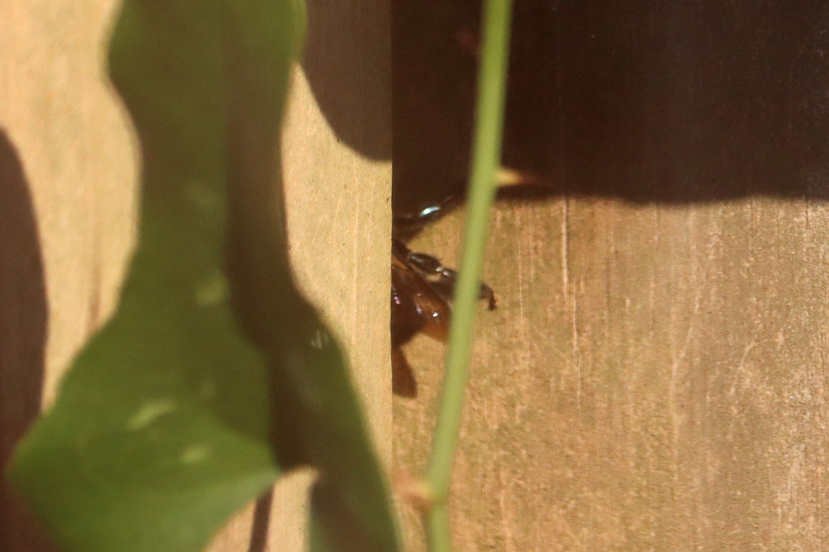 Carpenter bee heads into nest.