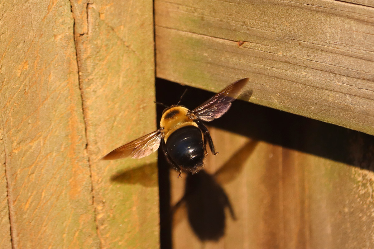 Carpenter bee heads behind fence post.