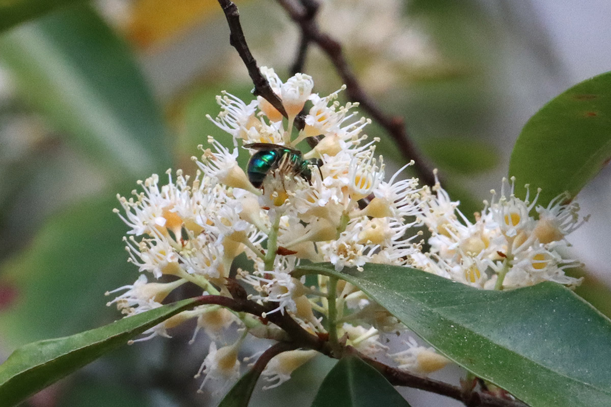 Brown-winged striped sweat bee female on cherry laurel flowers.