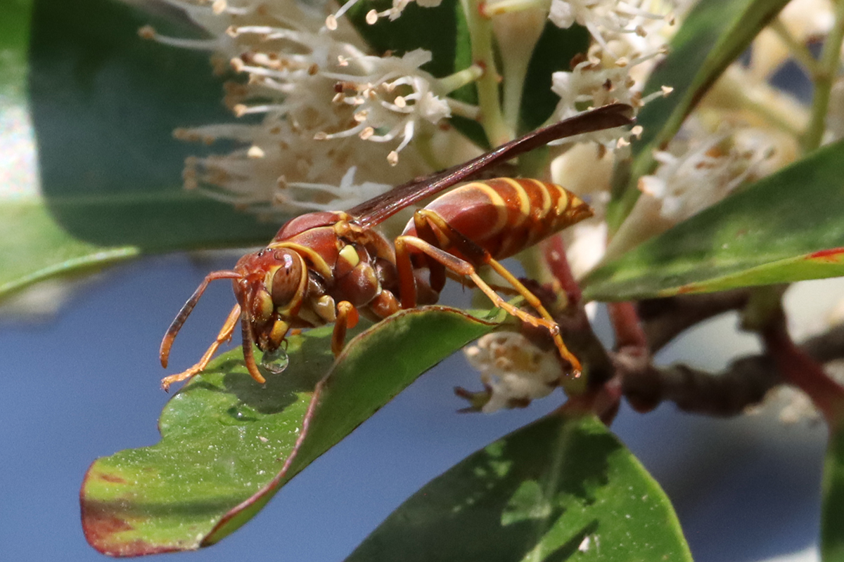 Southern paper wasp (Polistes bellicosus) on cherry laurel leaf near flowers.