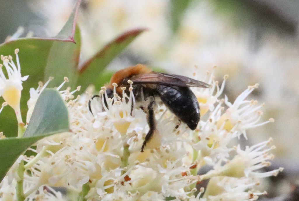 Rufous-backed cellophane bee (Colletes thoracicus) on cherry laurel flower.
