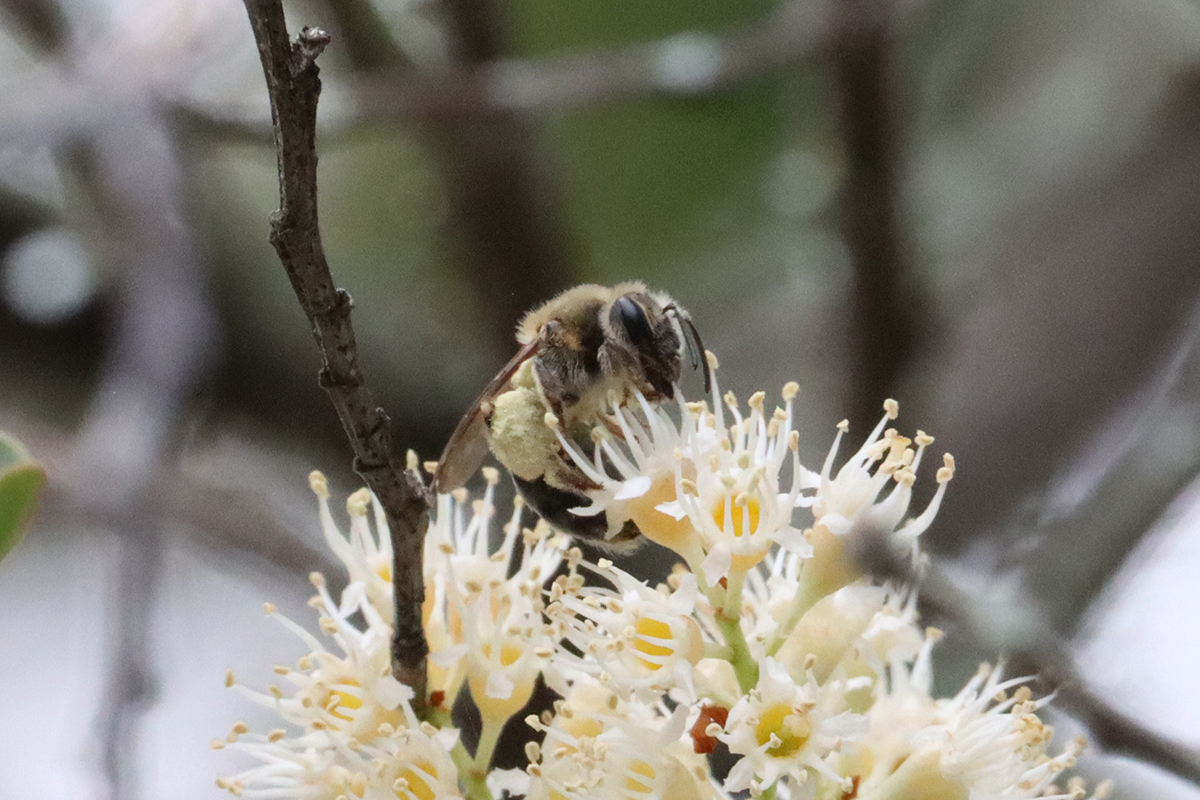 Mining bee (Andrena) on cherry laurel flowers.
