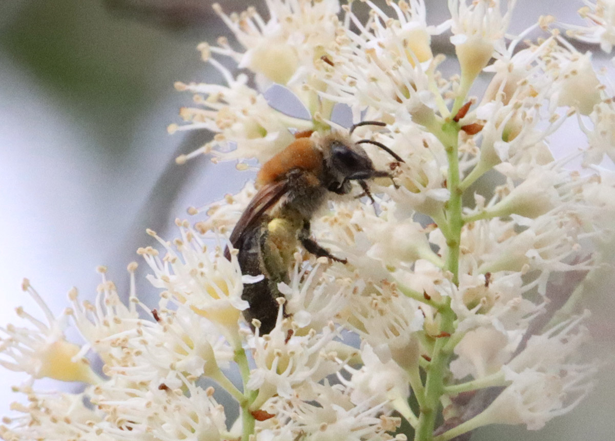 Rufous-backed cellophane bee (Colletes thoracicus) on cherry laurel flowers.