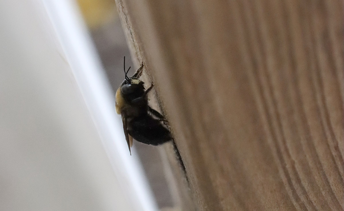 Carpenter bee emerges from nest.