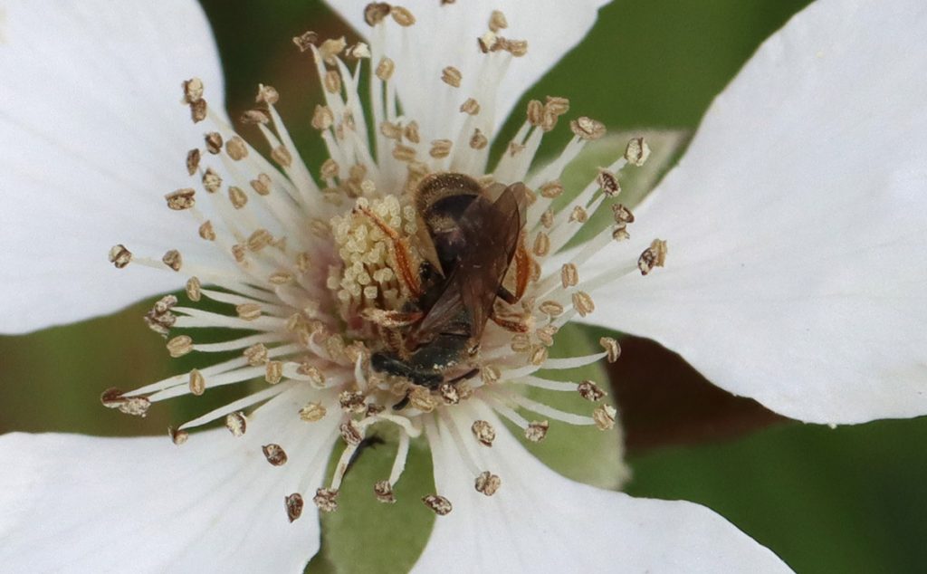 Lasioglossum reticulatum on dewberry flower.