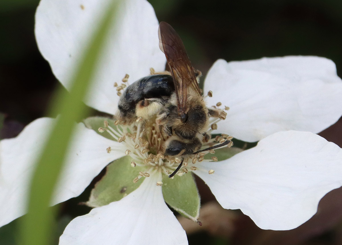Barbara's mining bee (Andrena barbara) on dewflower.