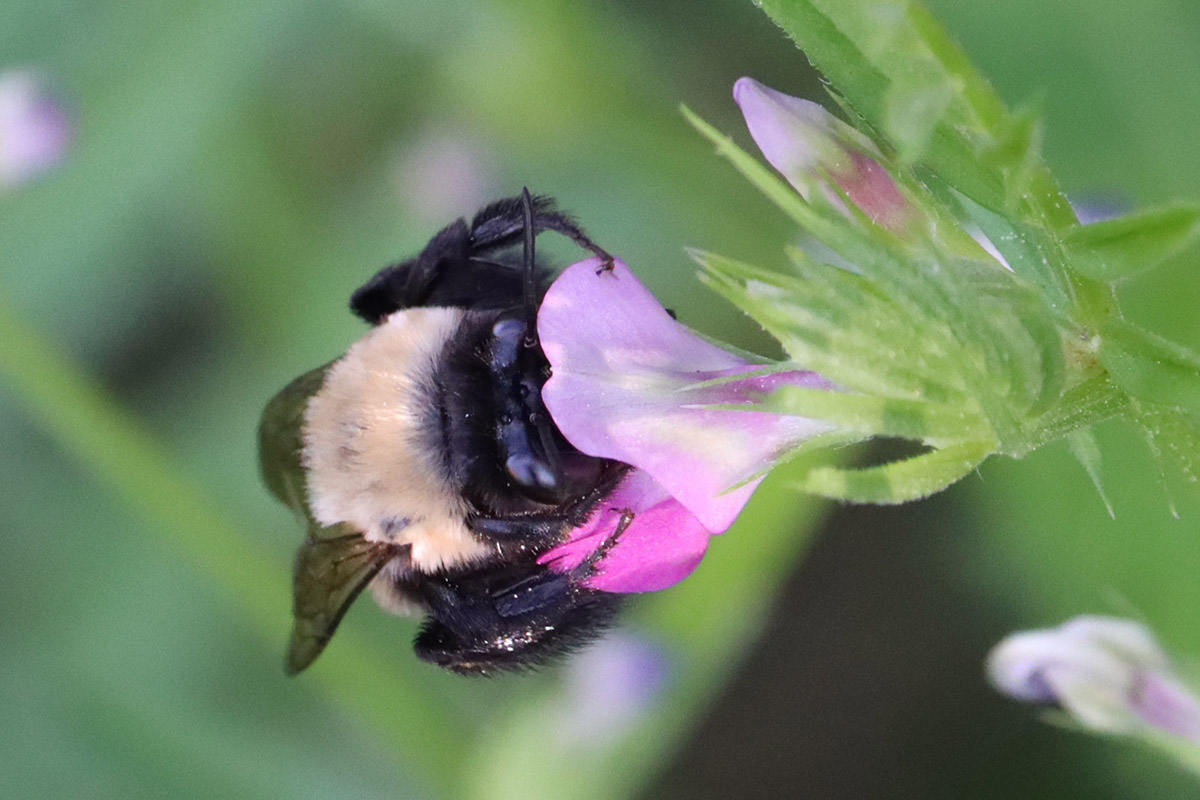 Blueberry digger bee on vetch flower.
