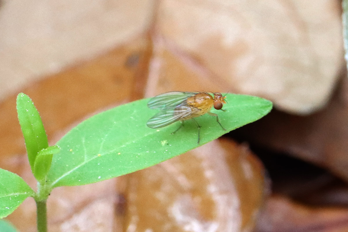 Neogriphoneura sordida on milkweed leaf.