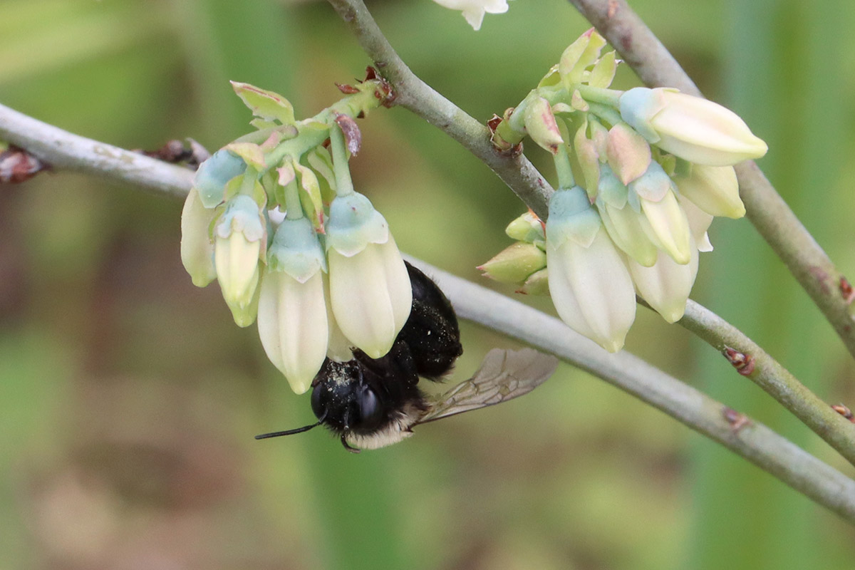 Blueberry digger bee on blueberry flowers.