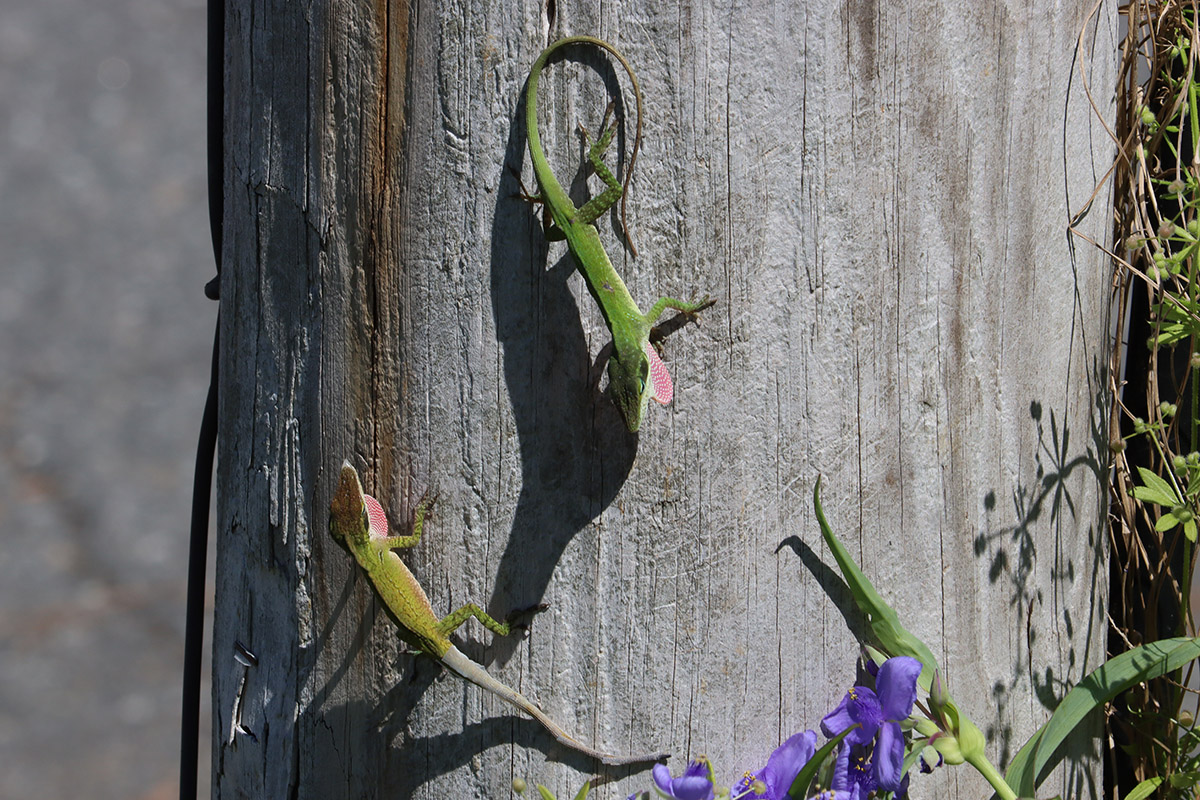 Two green anoles extending their dewlaps.