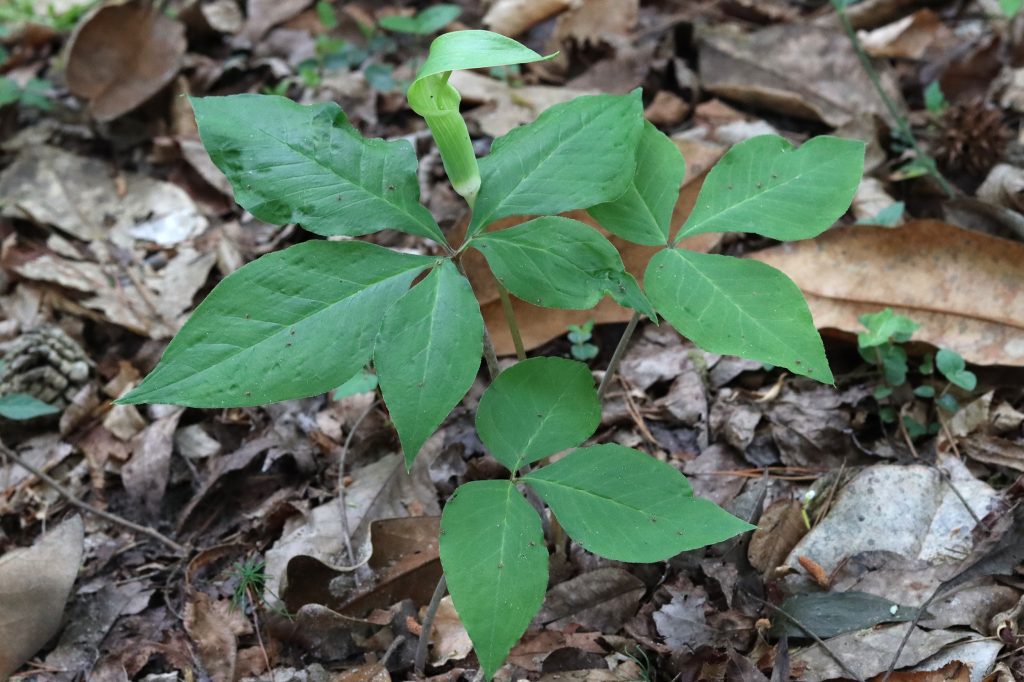 Five-leaved Jack-in-the-pulpit.