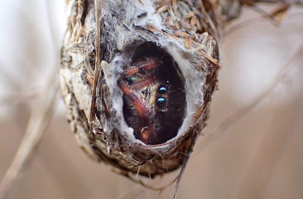 A jumping spider (I've been told either regal or brilliant jumping spider) in an abandoned moth chrysalis.