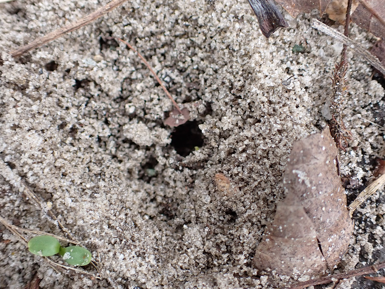 Insect nest in backyard soil.
